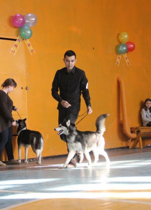 Dog Photo