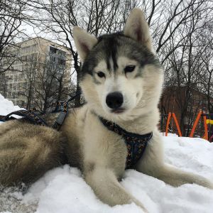 Dog Photo