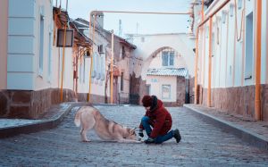 Dog Photo