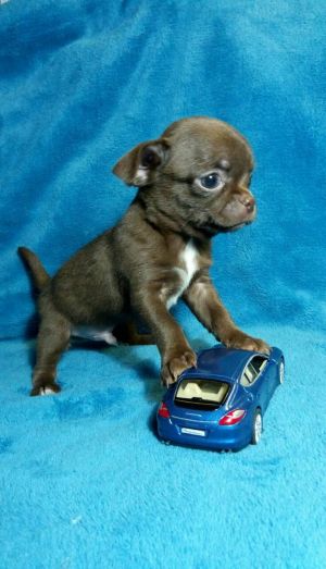 Dog Photo