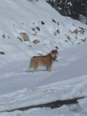 Dog Photo