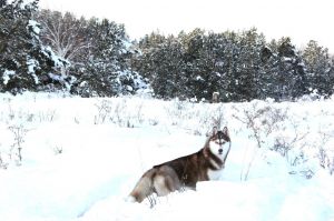 Dog Photo