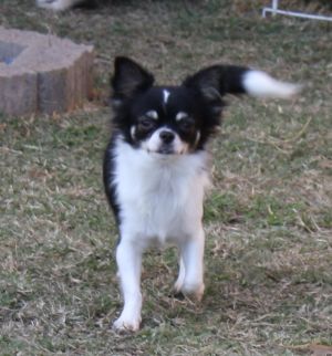 Dog Photo