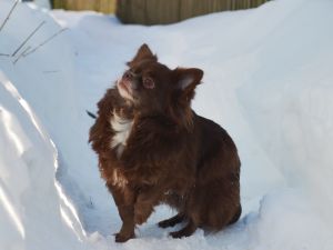 Dog Photo