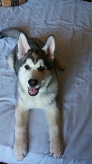 Dog Photo