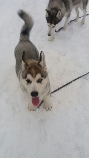 Dog Photo