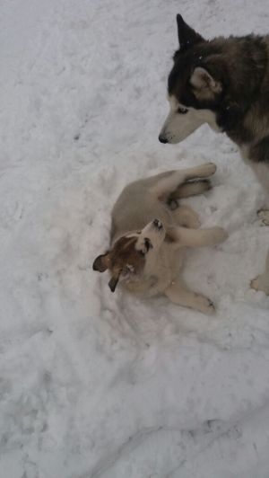 Dog Photo