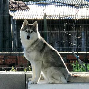 Dog Photo