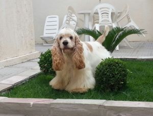 Dog Photo