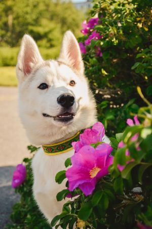 Dog Photo