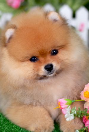 Dog Photo