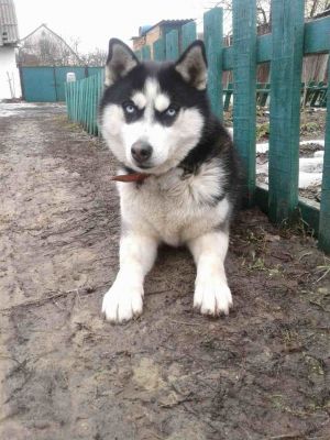 Dog Photo