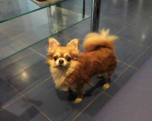 Dog Photo