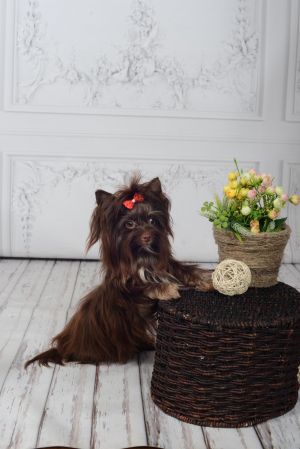 Dog Photo