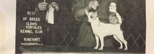 Dog Photo