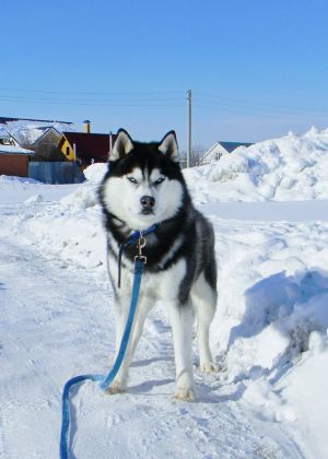 Dog Photo