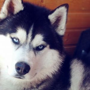 Dog Photo