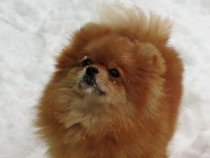 Dog Photo