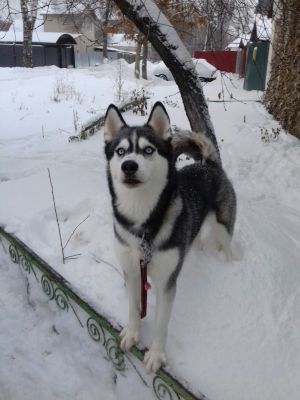 Dog Photo
