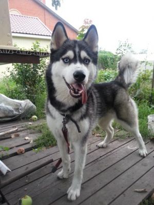 Dog Photo