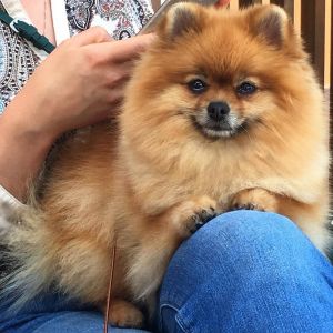 Dog Photo