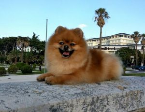 Dog Photo
