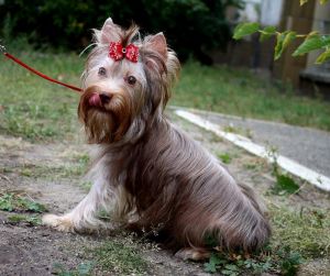 Dog Photo