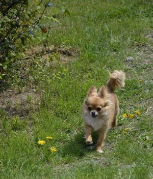 Dog Photo