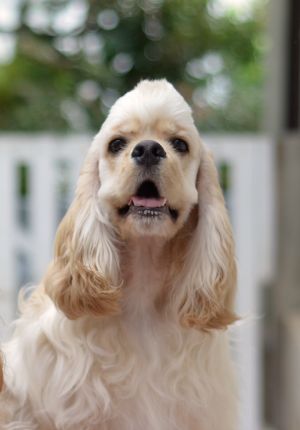 Dog Photo