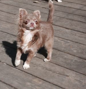 Dog Photo
