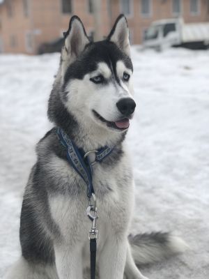 Dog Photo