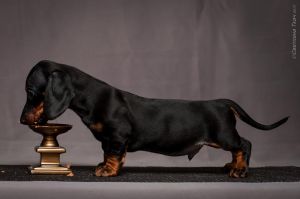 GALEZI CAZADOR DE ALMAS