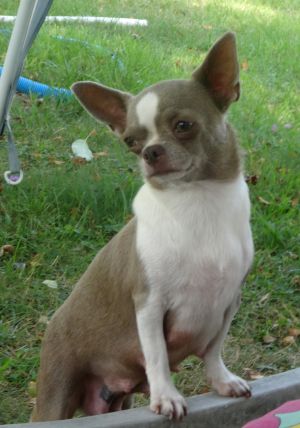 Dog Photo