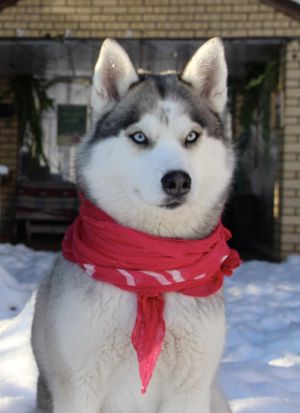 Dog Photo