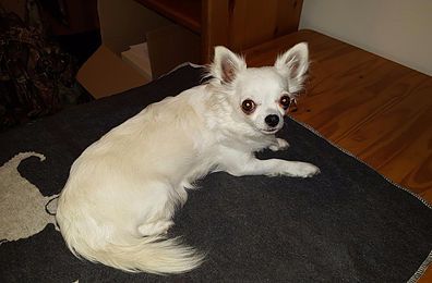 Dog Photo
