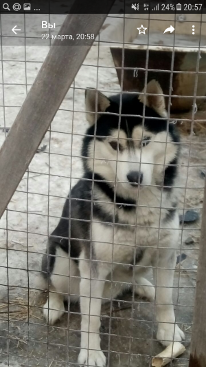 Dog Photo