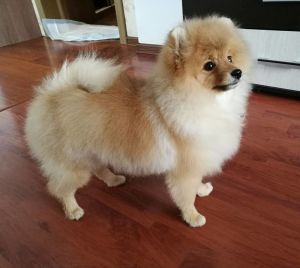 Dog Photo