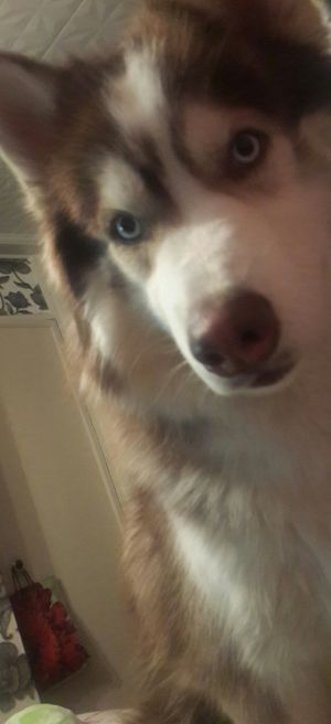 Dog Photo