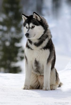 Dog Photo