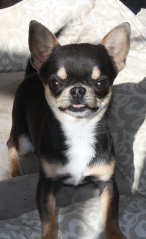 Dog Photo