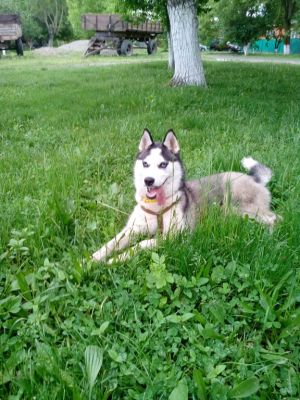 Dog Photo