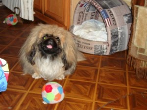 Dog Photo
