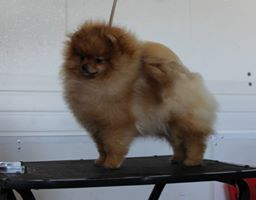 Dog Photo