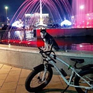 Dog Photo