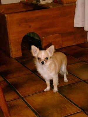 Dog Photo