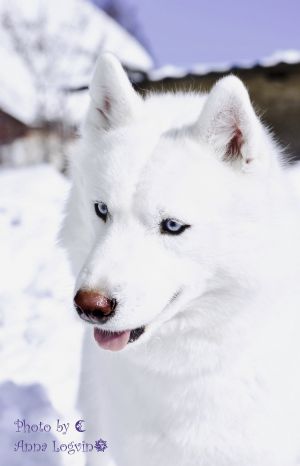 Dog Photo