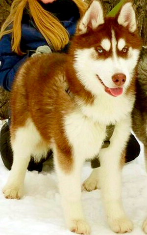 Dog Photo