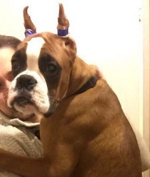 Dog Photo