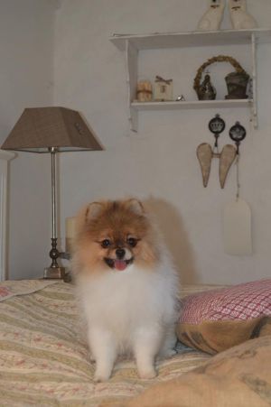 Dog Photo