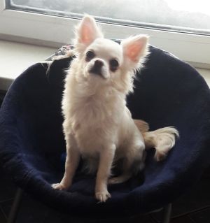 Dog Photo